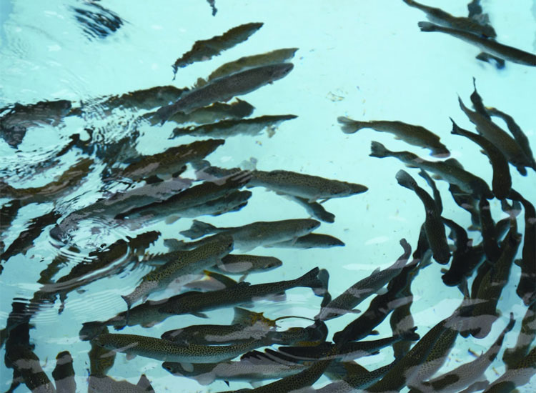 水产养殖行业制氧机的应用